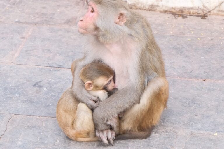 Photo Parental support