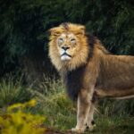 Photo Triumphant lion