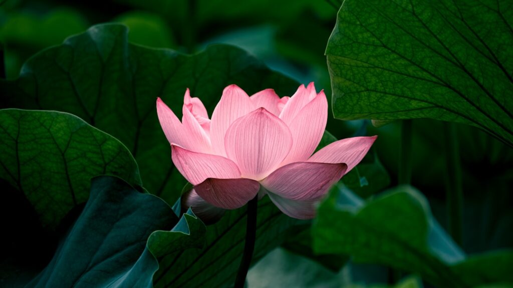 Photo Lotus flower
