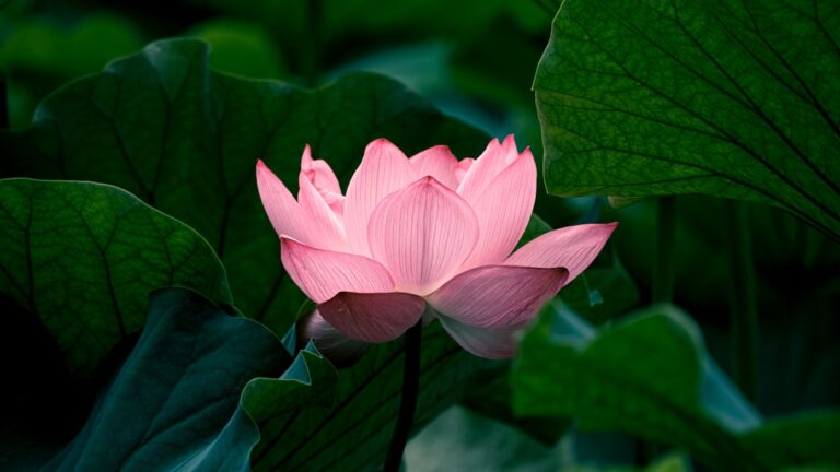 Photo Lotus flower